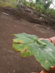 Hierodula tenuidentata