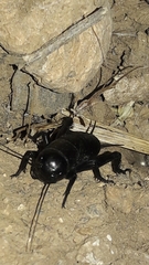 Gryllus bimaculatus