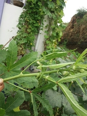 Hierodula tenuidentata