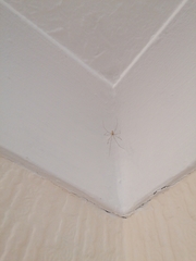 Pholcus phalangioides