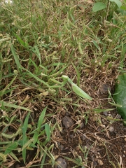 Hierodula tenuidentata