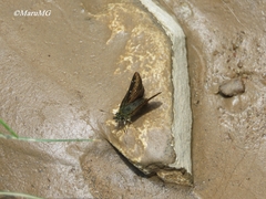 Piruna cyclosticta