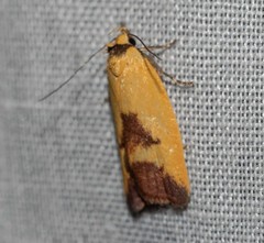 Ageletha hemiteles