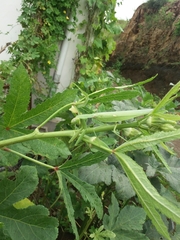 Hierodula tenuidentata