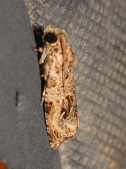 Phaecasiophora leechi