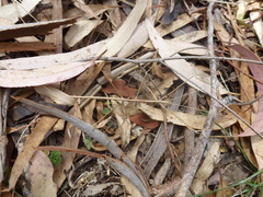 Candovia peridromes