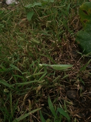 Hierodula tenuidentata