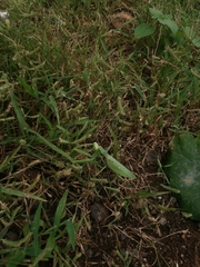 Hierodula tenuidentata