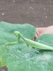 Hierodula tenuidentata