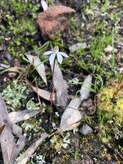 Caladenia fuscata