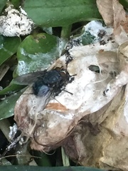 Calliphora vicina