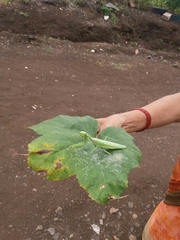 Hierodula tenuidentata