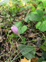 Colchicum umbrosum