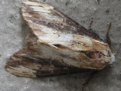 Hexafrenum leucodera