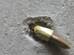 Opogona nipponica