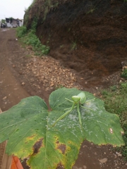 Hierodula tenuidentata