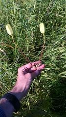 Lilium philadelphicum