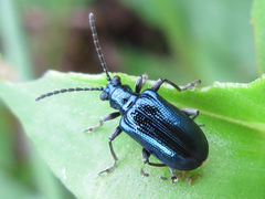 Lema concinnipennis