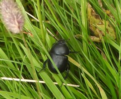 Trypocopris vernalis