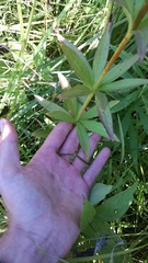 Lilium philadelphicum