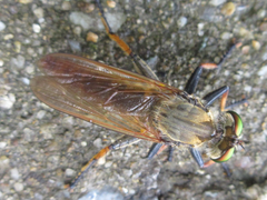 Cophinopoda