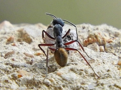 Camponotus suffusus bendigensis