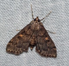 Eurybela trophoessa