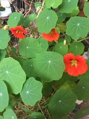 Tropaeolum majus