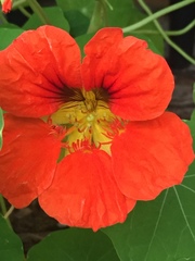 Tropaeolum majus