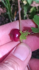 Ampelomyia vitispomum