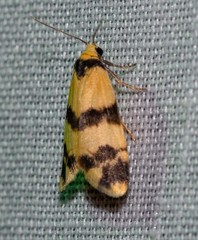 Thallarcha chrysochares