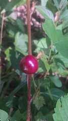 Ampelomyia vitispomum