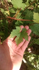 Ampelomyia vitispomum