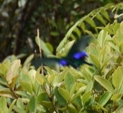 Papilio arcturus