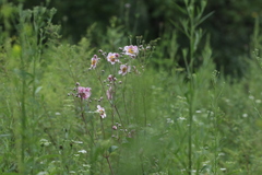 Eriocapitella vitifolia