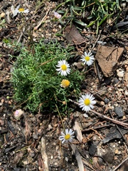 Brachyscome ptychocarpa