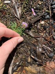 Brachyscome ptychocarpa