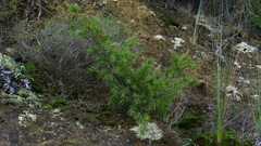 Dracophyllum trimorphum