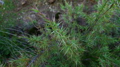 Dracophyllum trimorphum