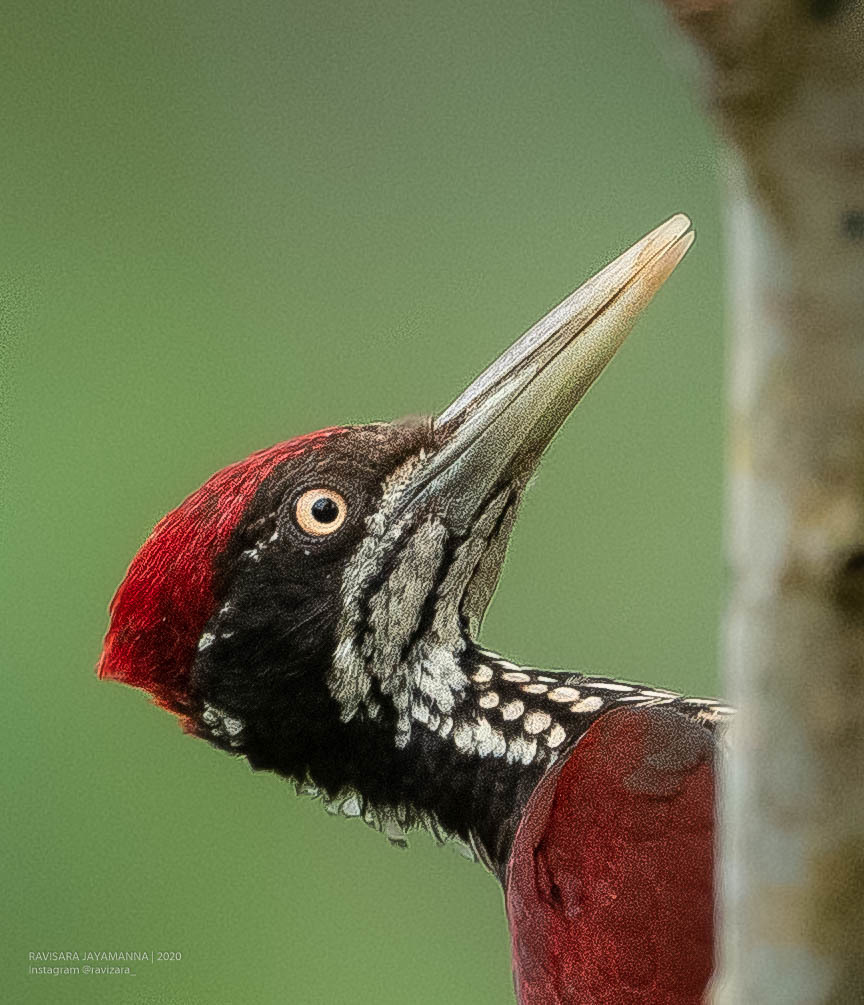 Crimson-backed Flameback photo