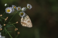 Melanargia halimede