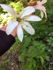 Lilium washingtonianum