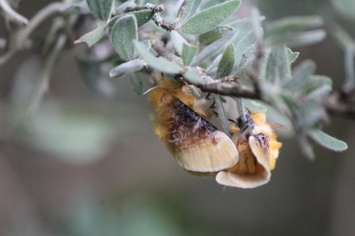 Southern flannel moth