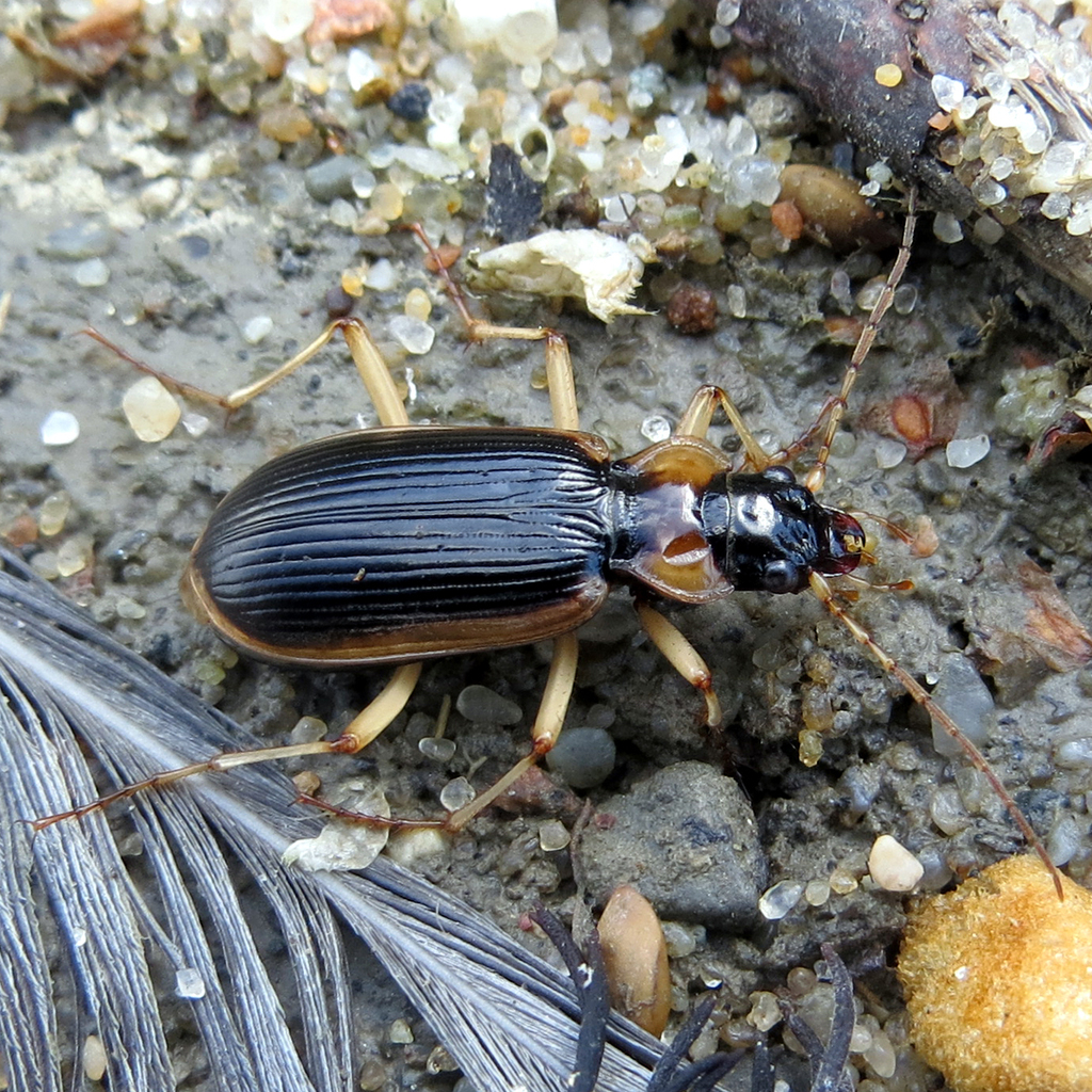 Nebriinae