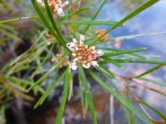 Grevillea neurophylla