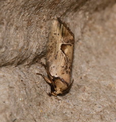 Strotihypera macroplaga