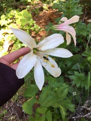 Lilium washingtonianum