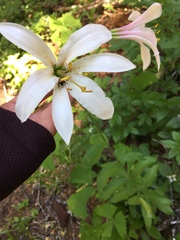 Lilium washingtonianum