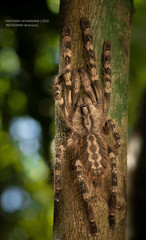 Poecilotheria fasciata