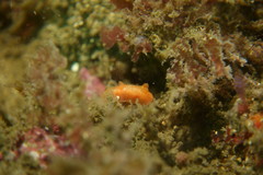 Paliolla cooki